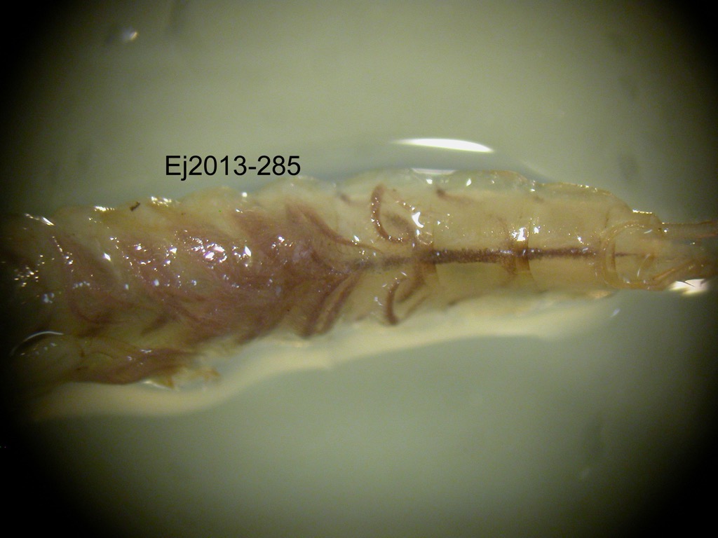abdomen dorsal