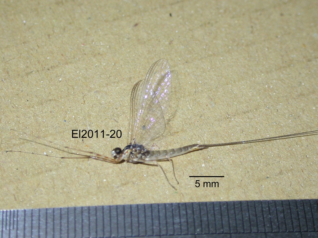lateral