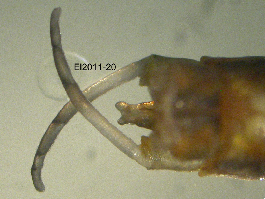 genitalia dorsal