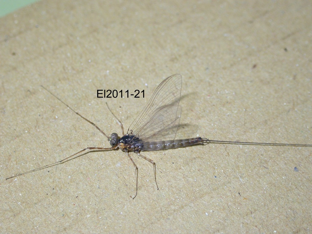 lateral