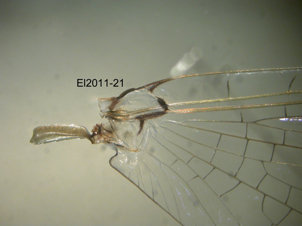 forewing
