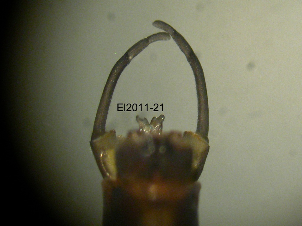 genitalia dorsal