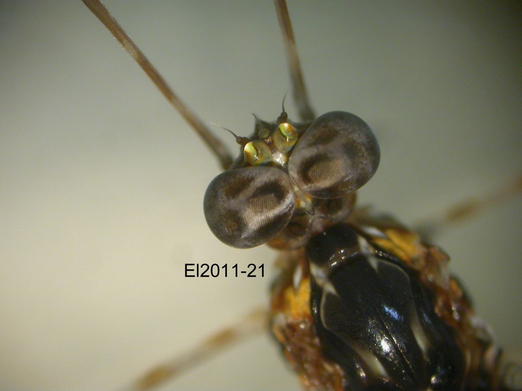 head and thorax dorsal