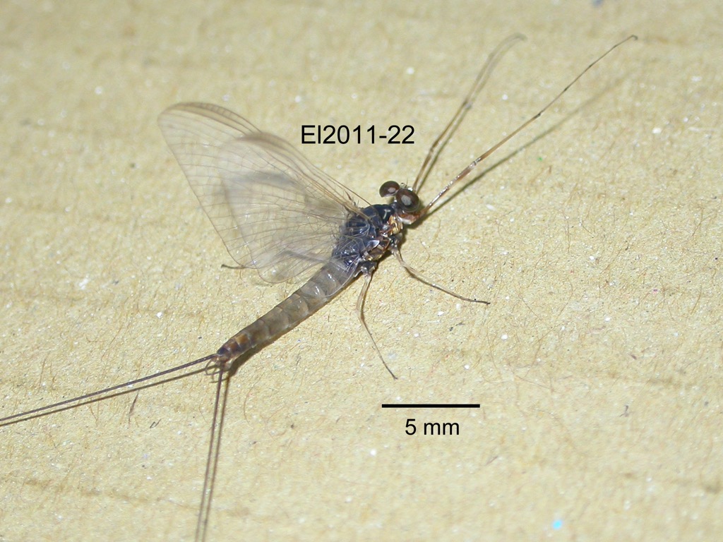 lateral