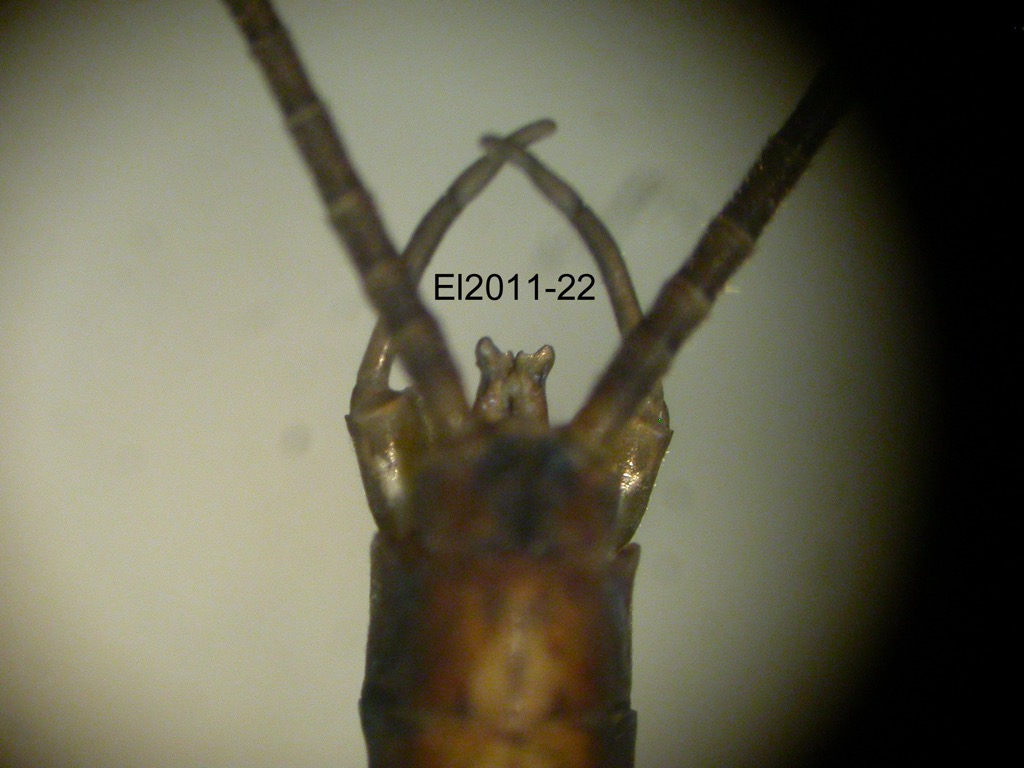 genitalia dorsal