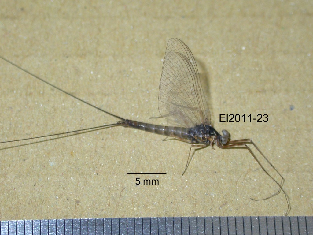 lateral