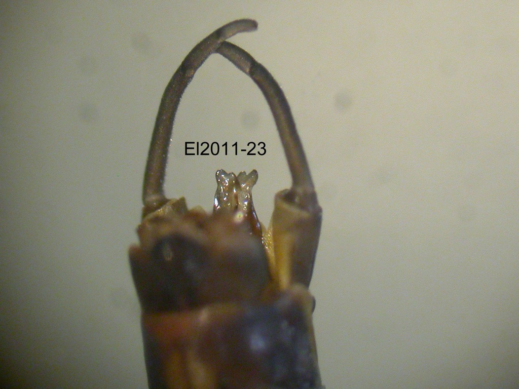 genitalia dorsal