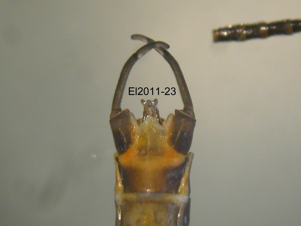 genitalia ventral