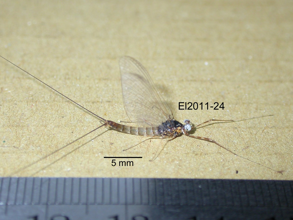 lateral