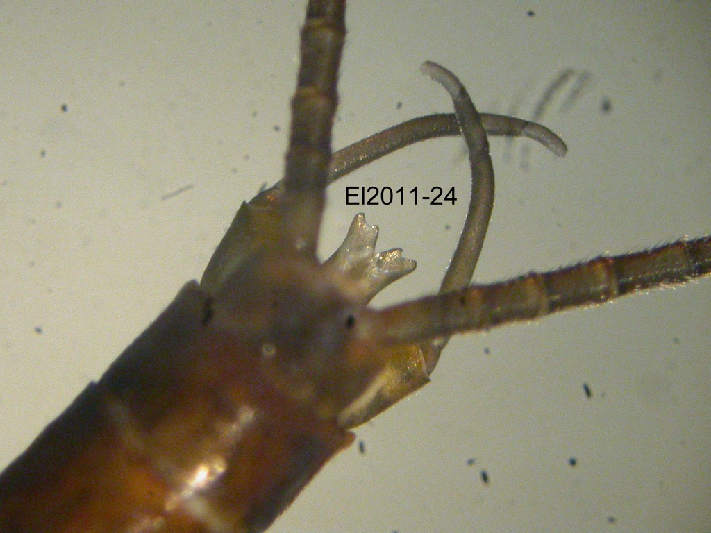 genitalia dorsal