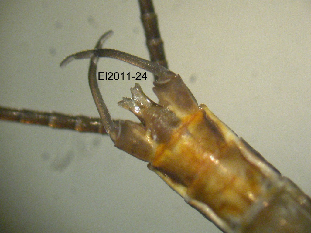 genitalia ventral