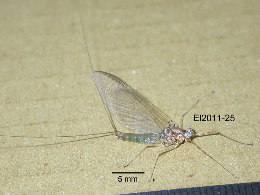 lateral