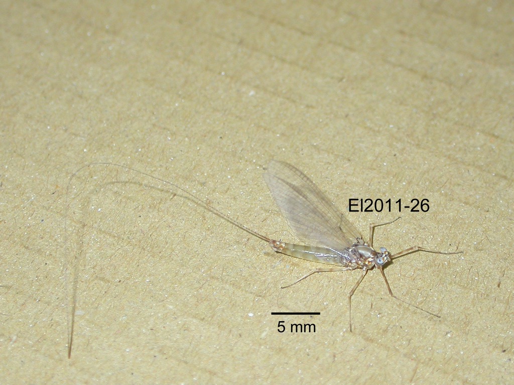 lateral
