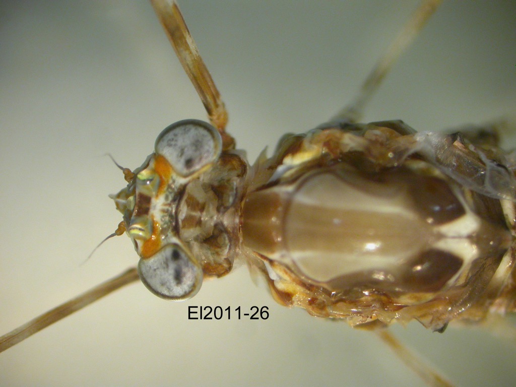 head and thorax dorsal