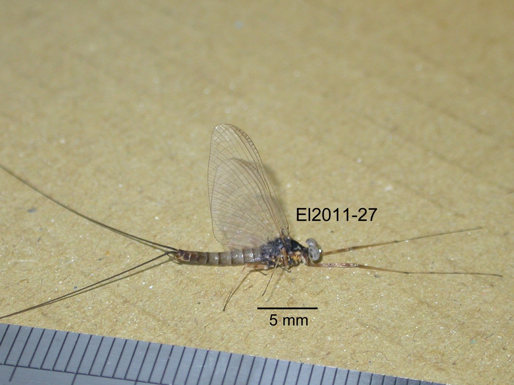 lateral