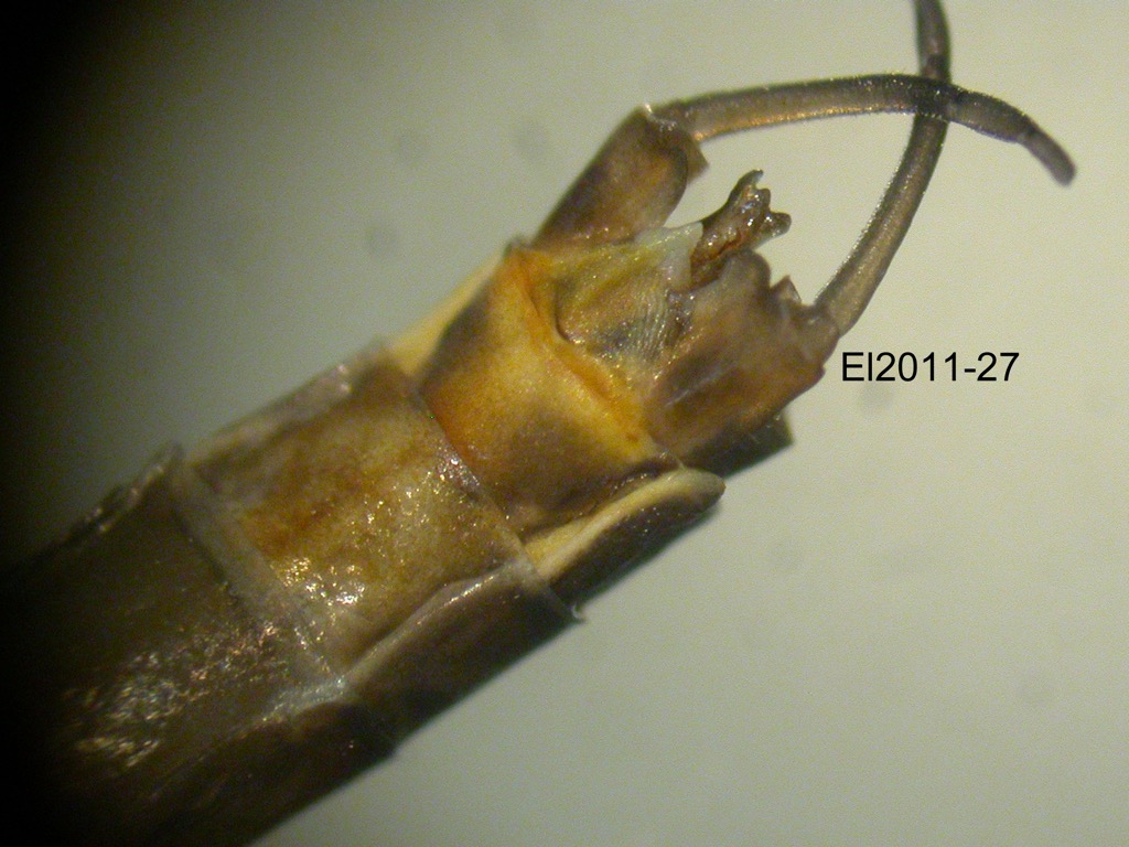 genitalia ventral