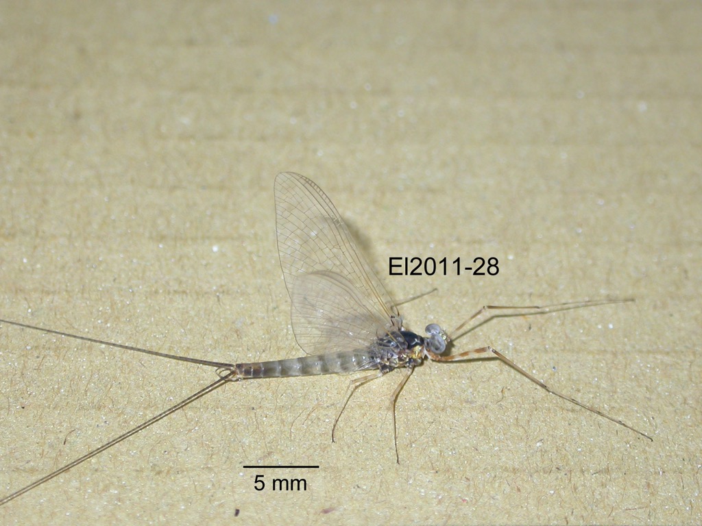 lateral