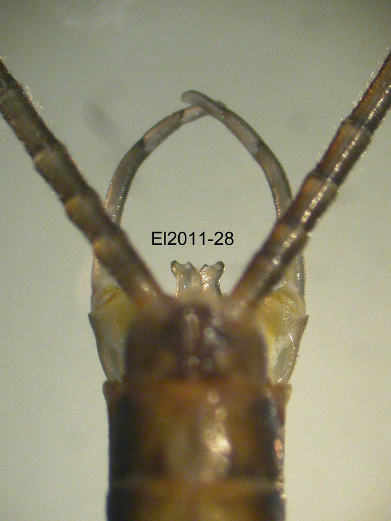 genitalia dorsal