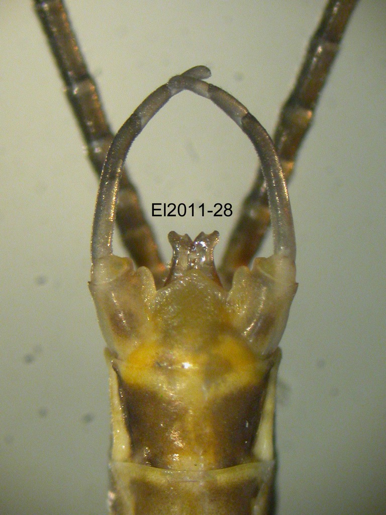 genitalia ventral