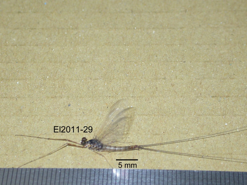 lateral