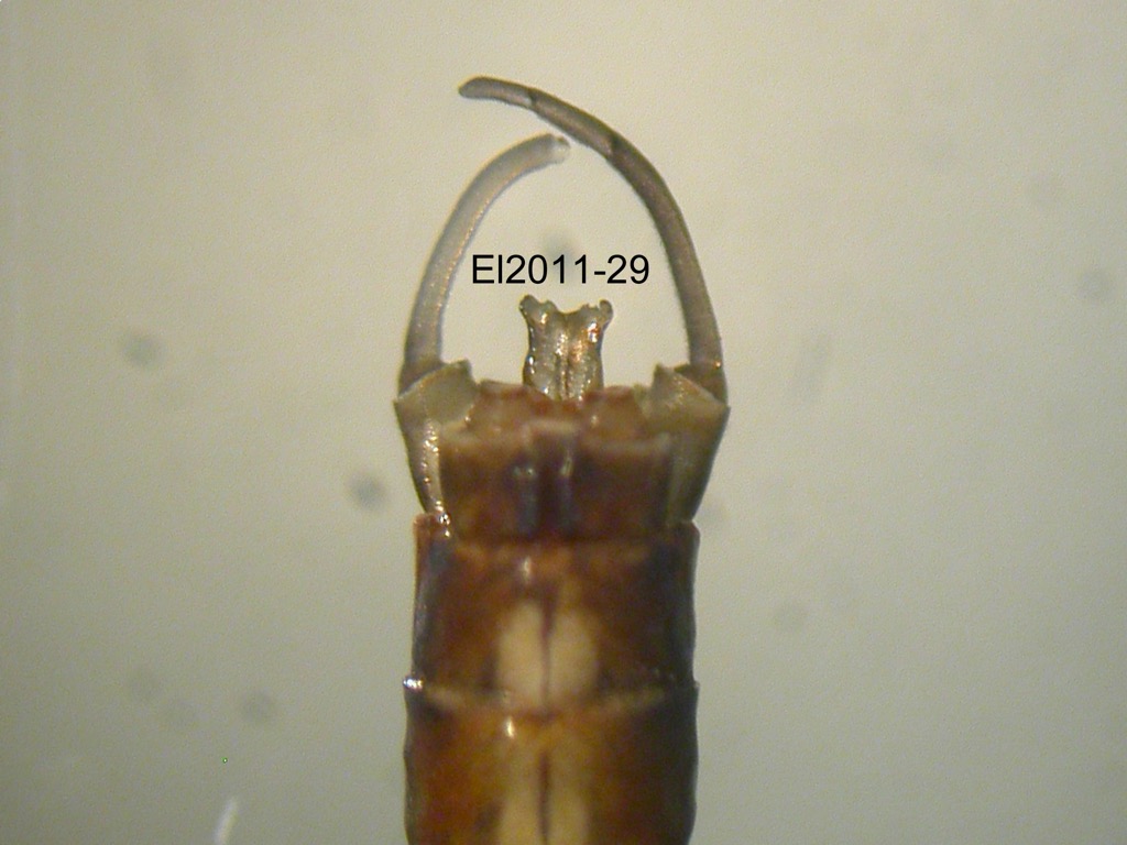 genitalia dorsal