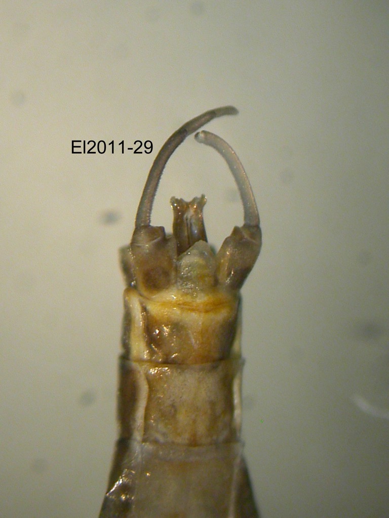 genitalia ventral