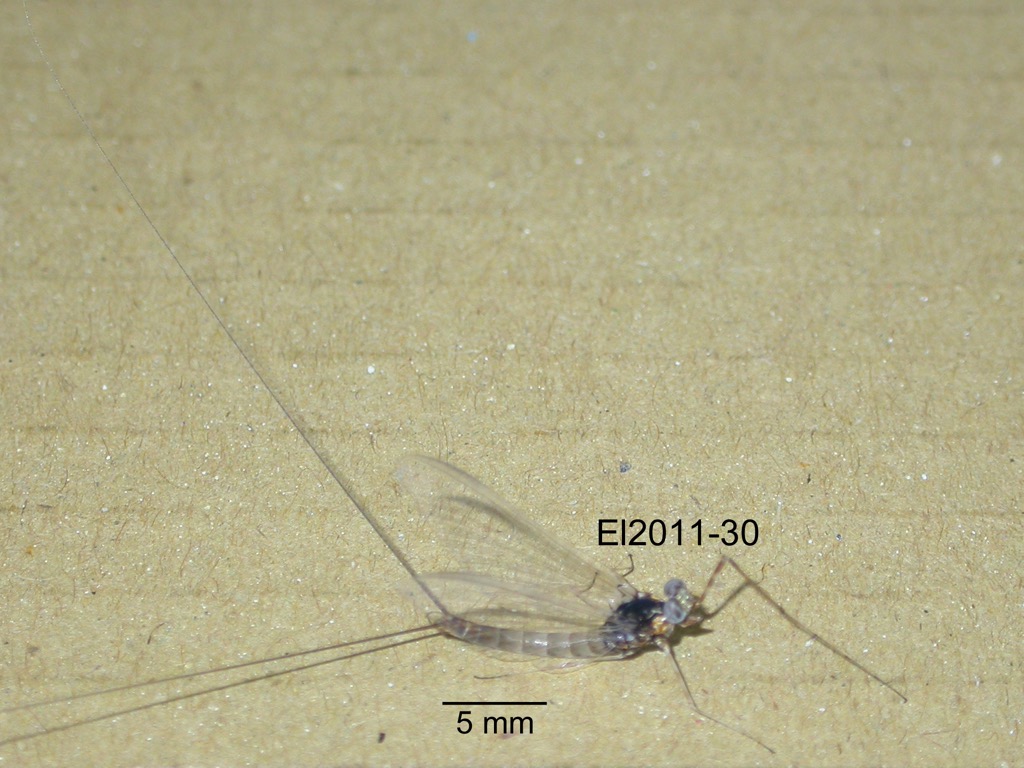 lateral