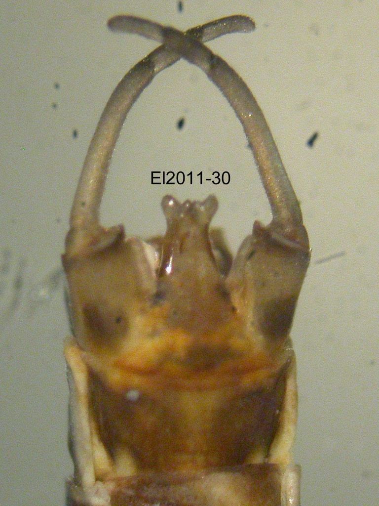 genitalia ventral