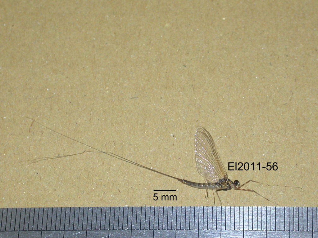 lateral