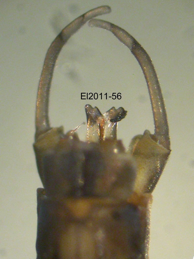genitalia dorsal