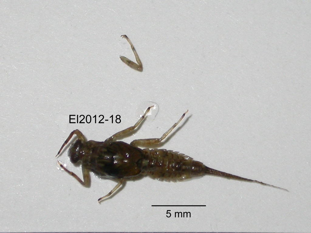 dorsal