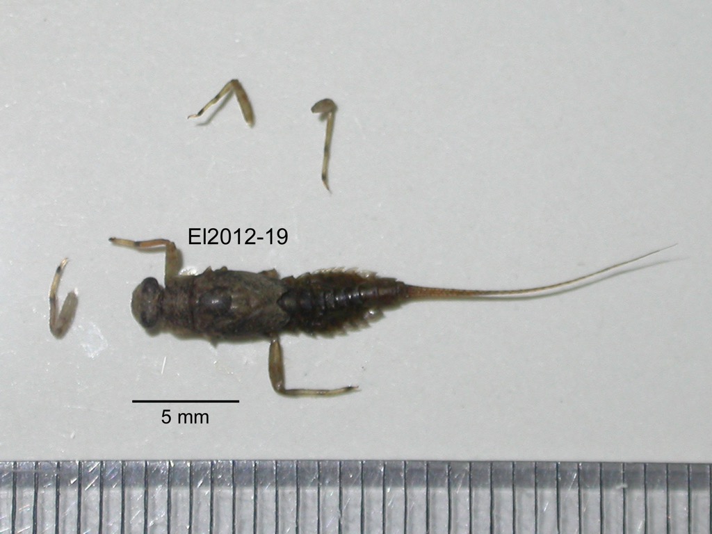 dorsal