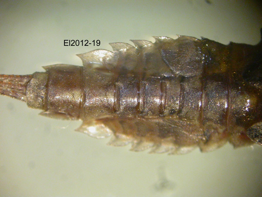abdomen dorsal