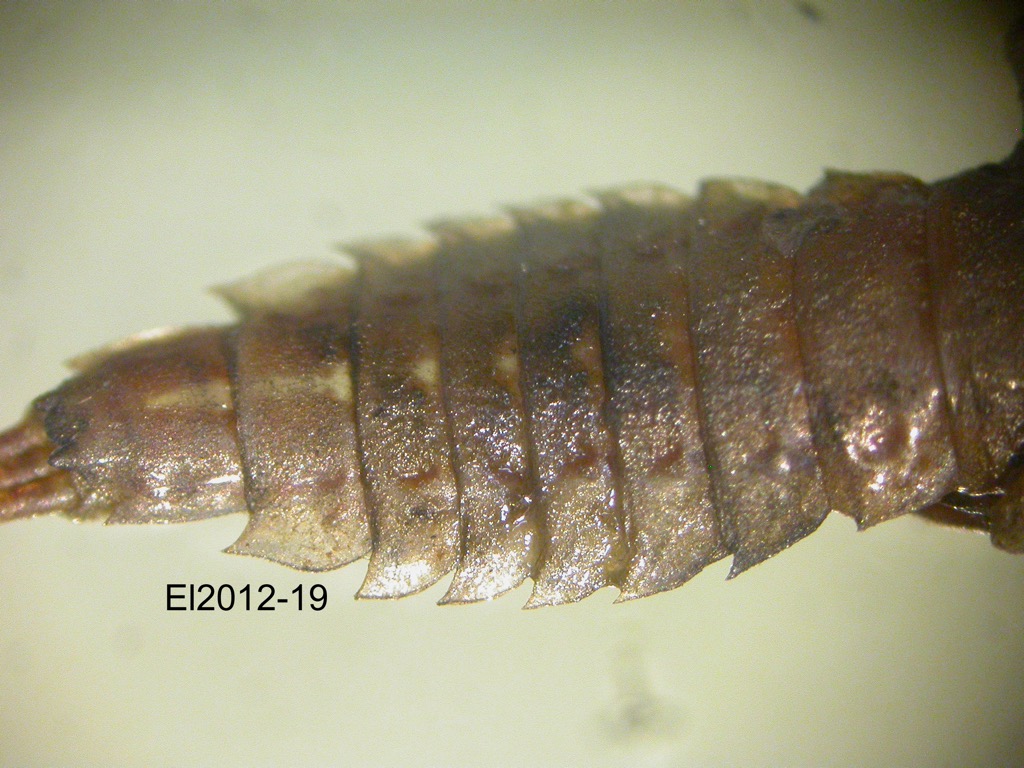 abdomen ventral