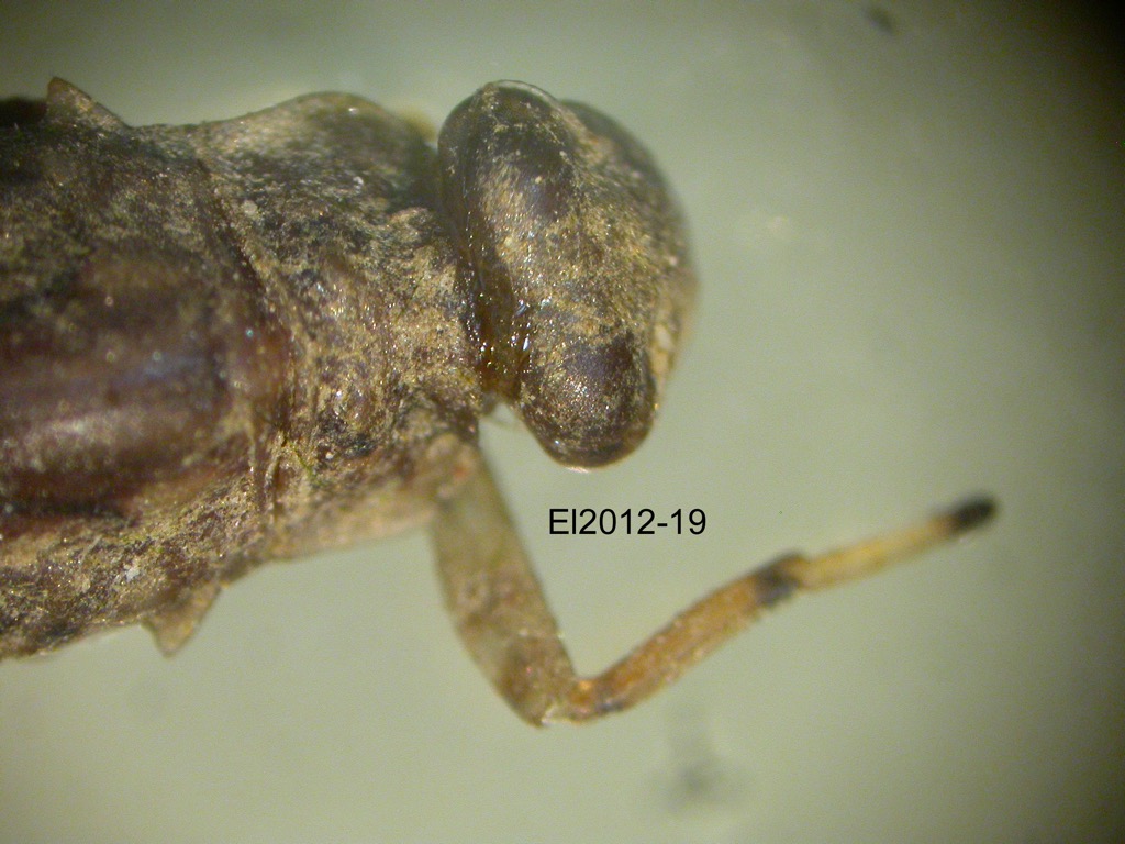 head and thorax dorsal