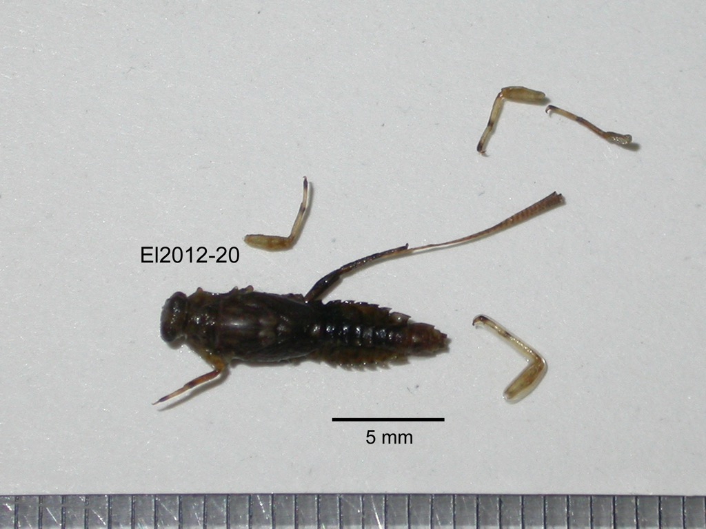 dorsal