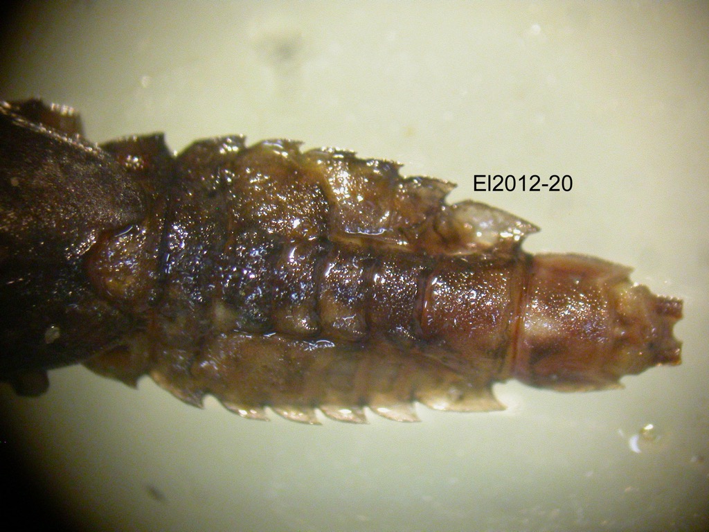 abdomen dorsal