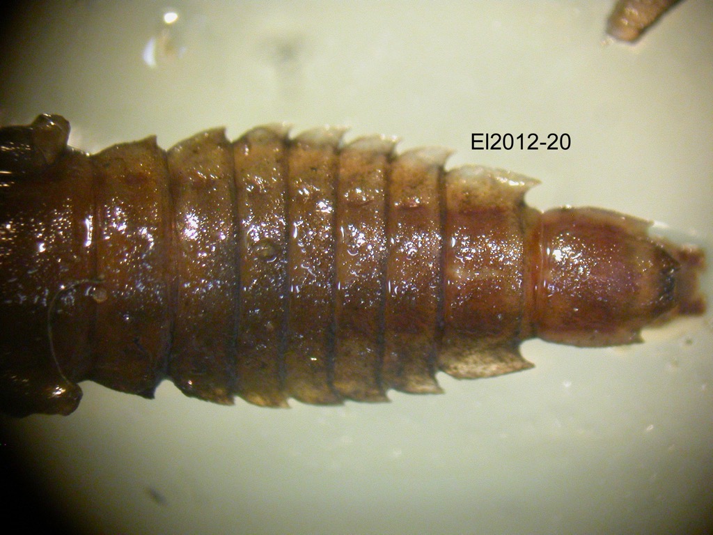 abdomen ventral