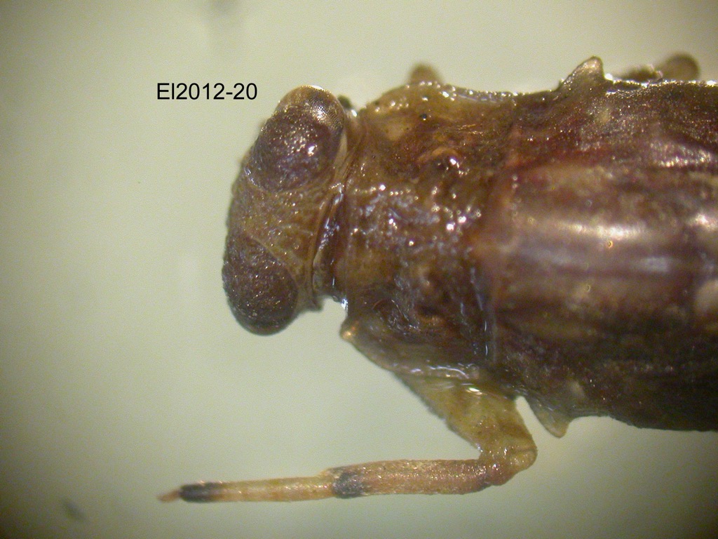 head and thorax dorsal