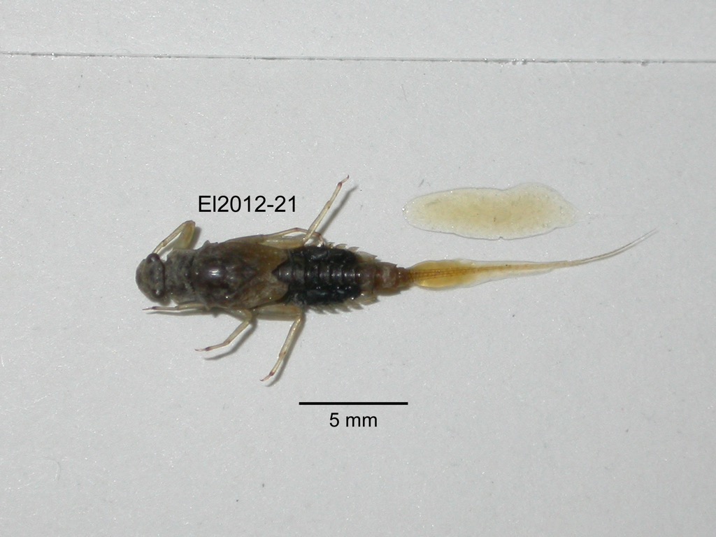 dorsal