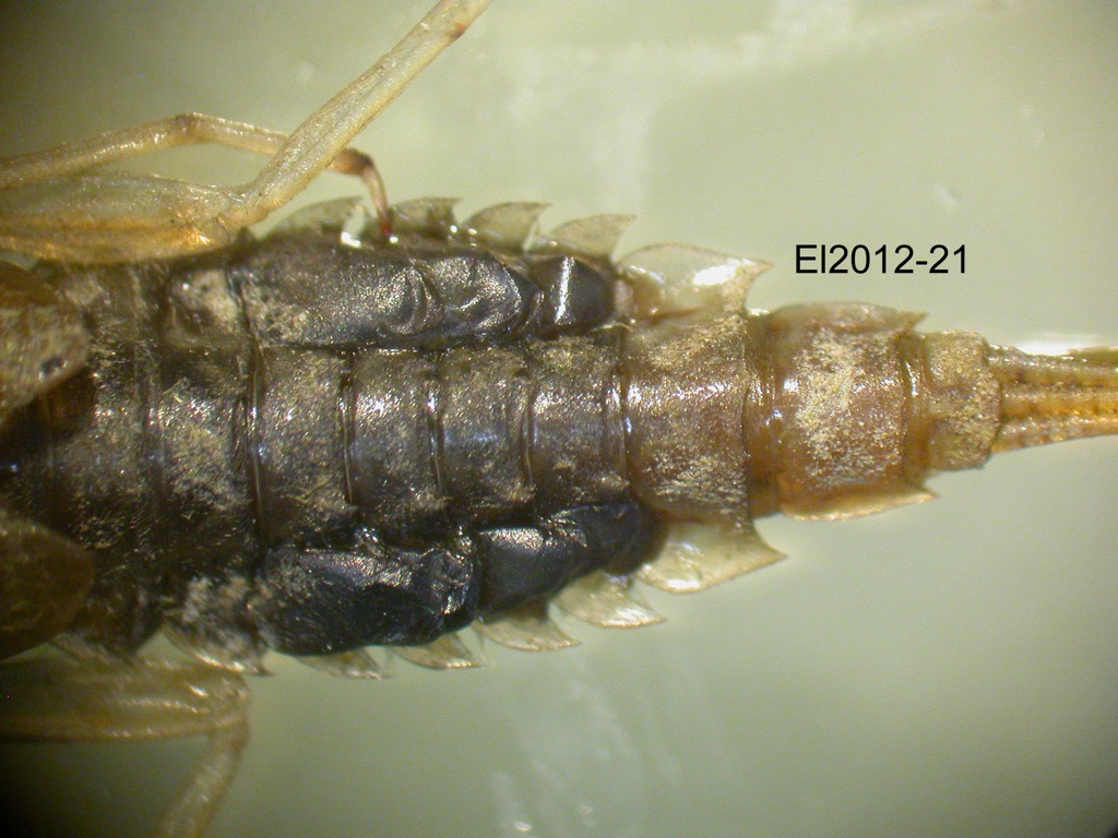 abdomen dorsal