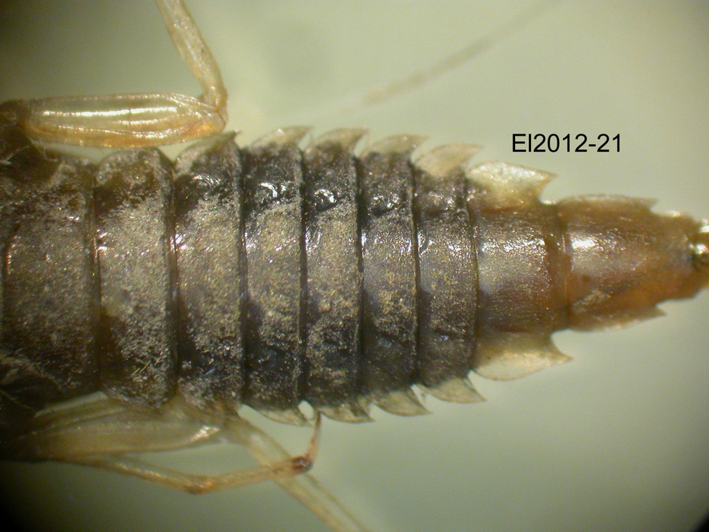 abdomen ventral