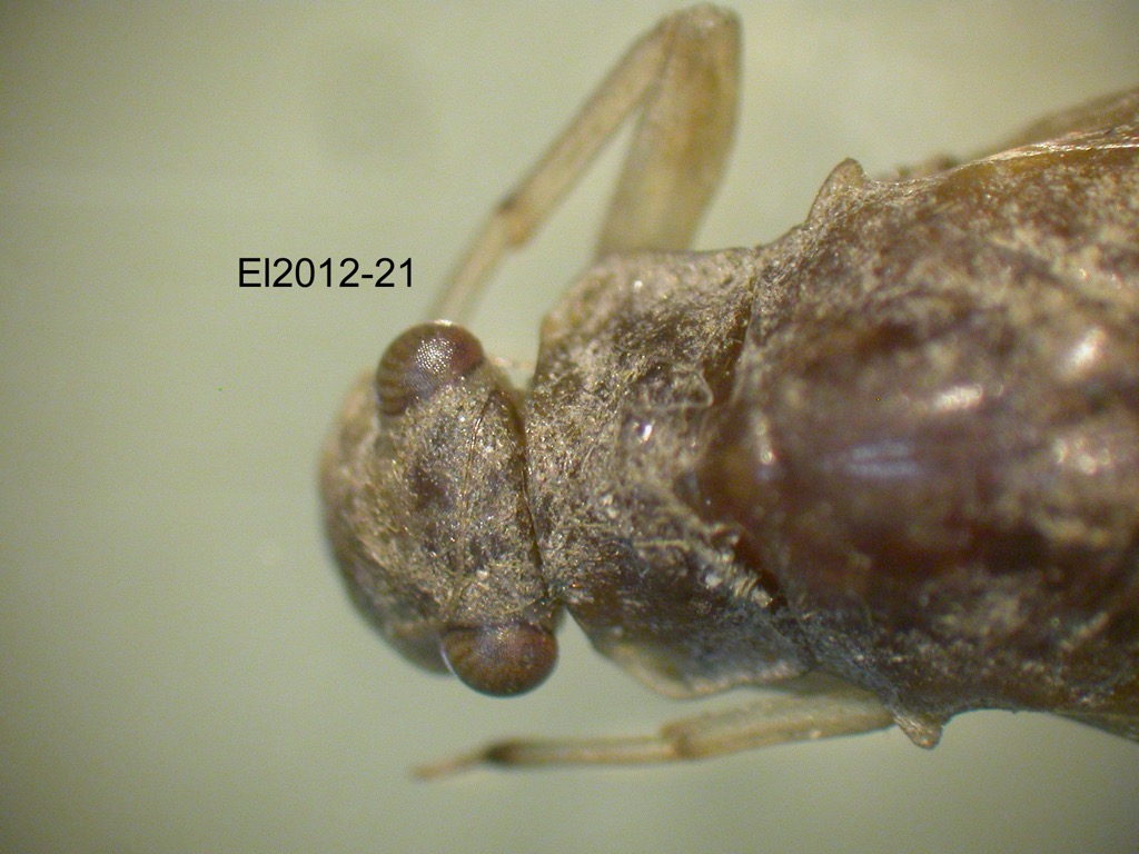 head and thorax dorsal