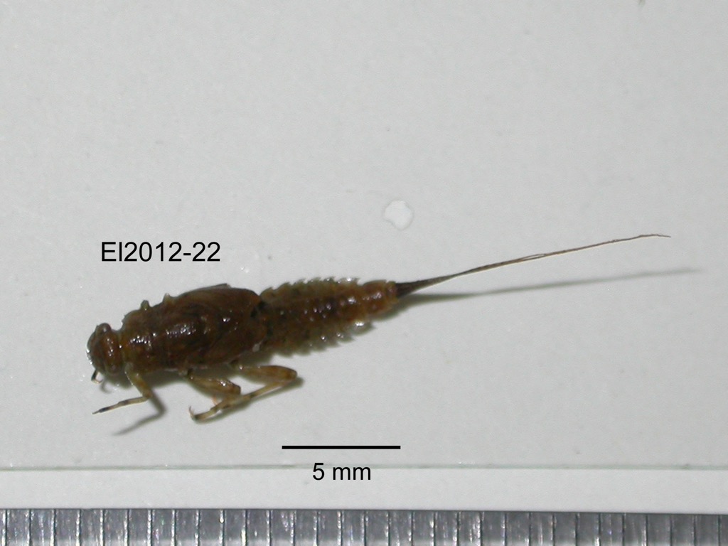 dorsal
