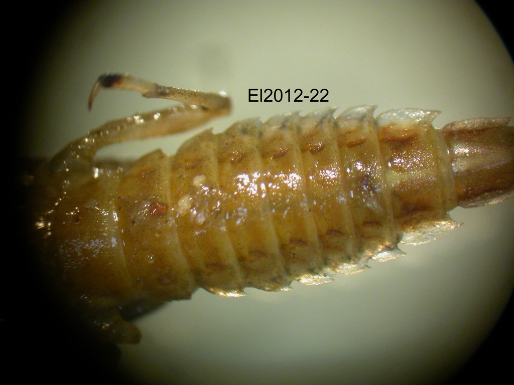 abdomen ventral