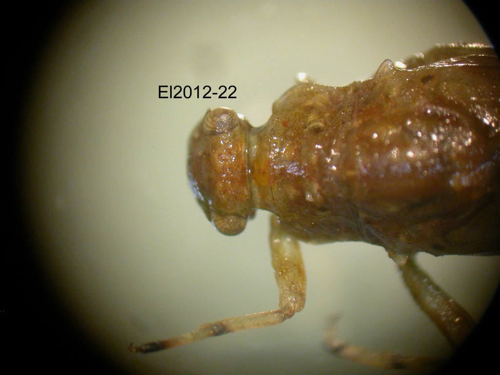 head and thorax dorsal