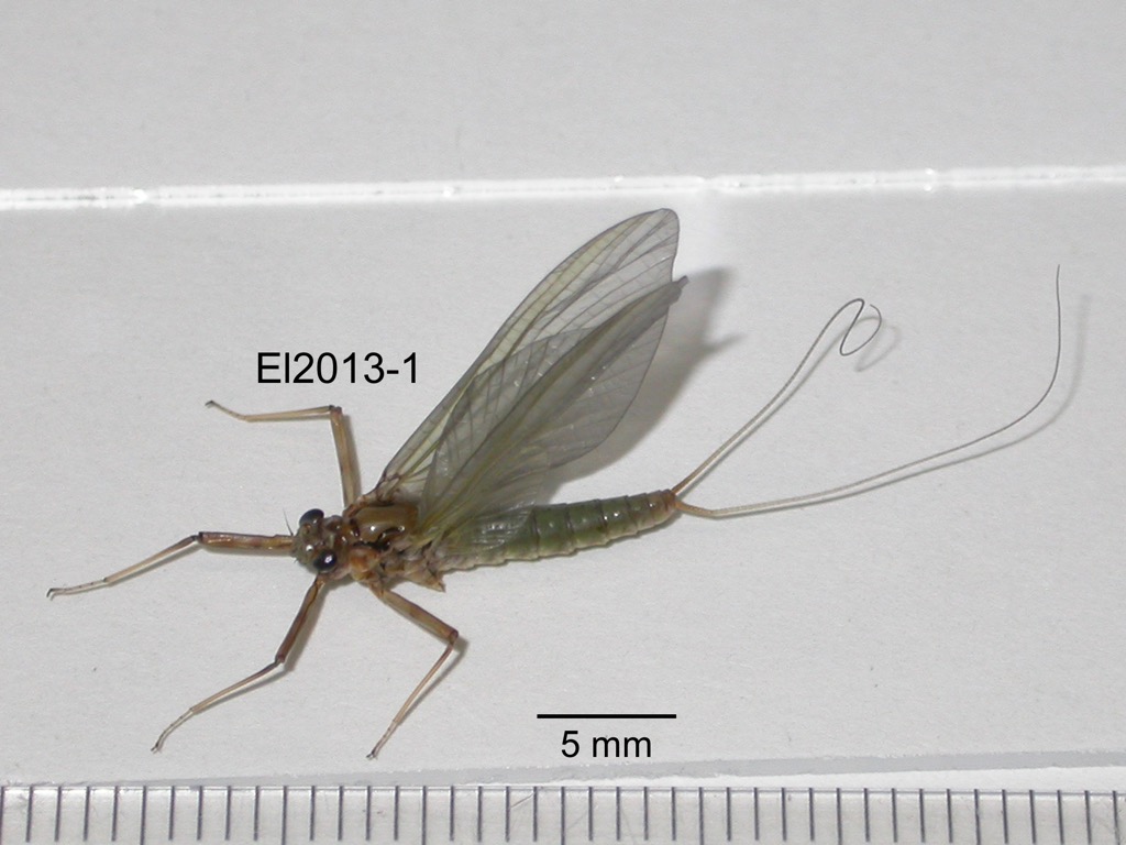 lateral