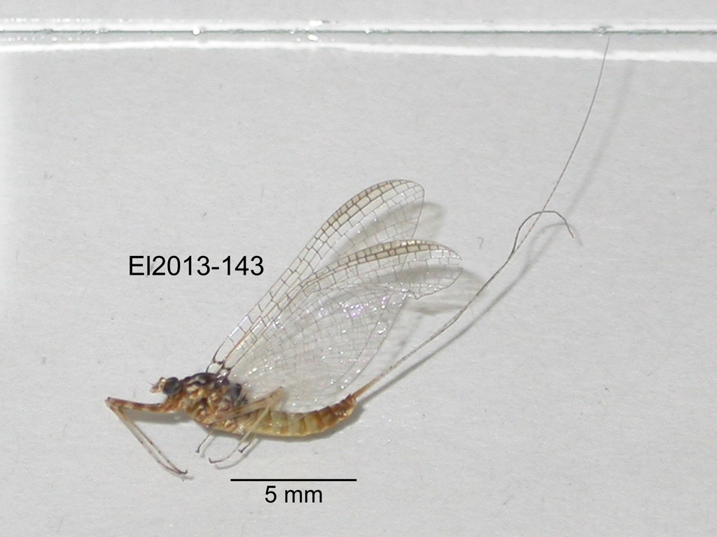 lateral
