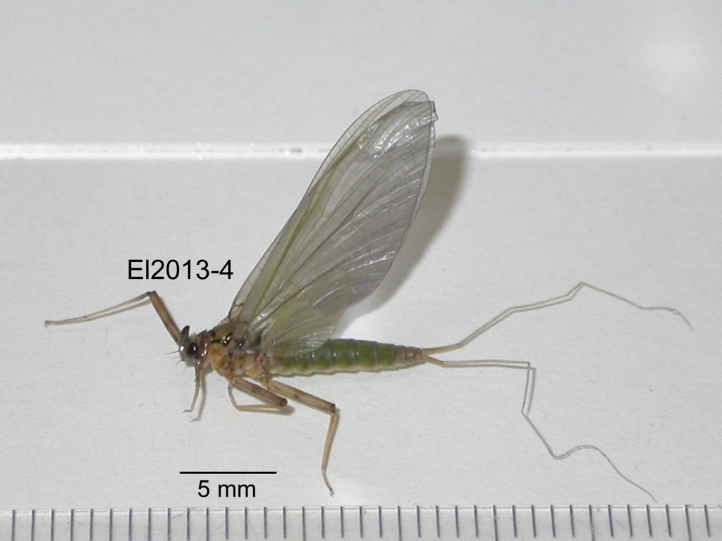 lateral