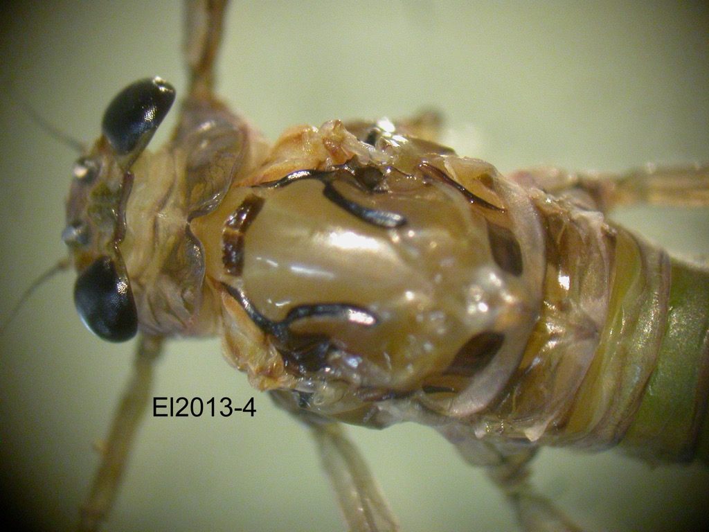 head and thorax dorsal